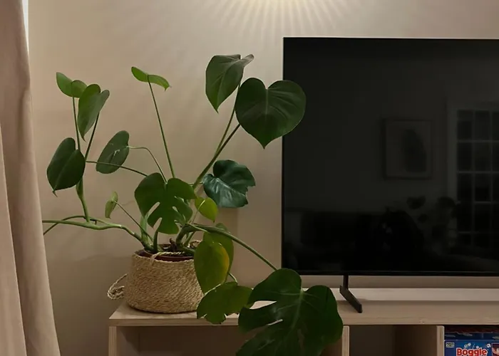 The Shades - Bliss In The Heart Of Casa de Férias